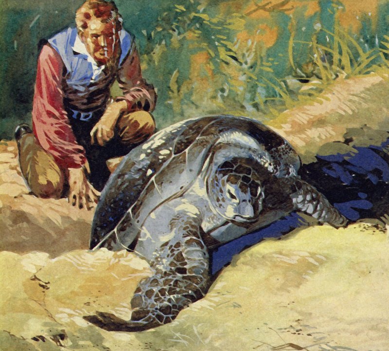 Darwin zastanawiał się, dlaczego gigantyczne żółwie z Wysp Galapagos różnią się na każdej wyspie autorstwa English School