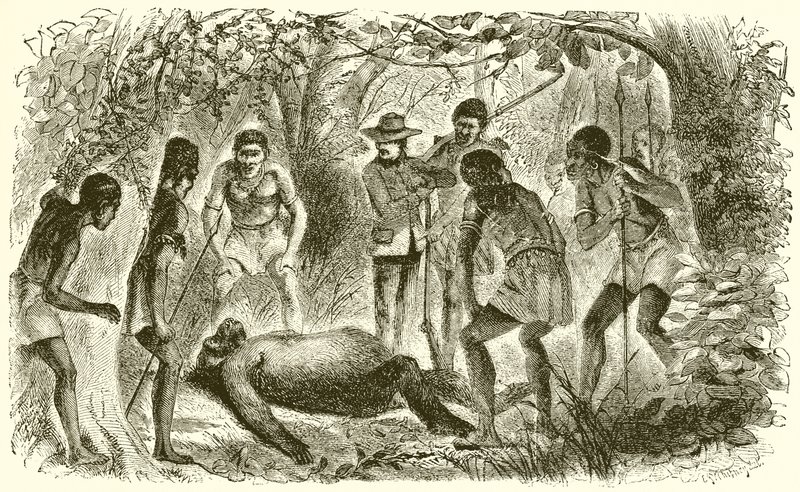 Śmierć Du Chaillus pierwszy Gorilla autorstwa English School
