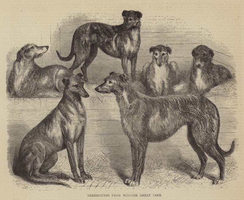 Deerhounds z Windsor Great Park (grawerowanie) autorstwa English School