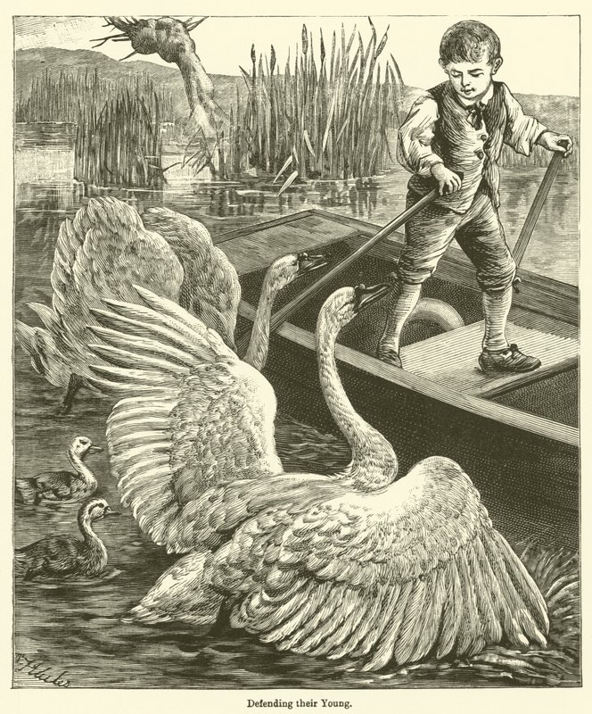 W obronie swoich młodych (grawerowanie) autorstwa English School