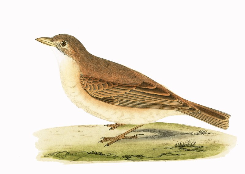 Desert Lark, ilustracja z „Historii ptaków Europy nieobserwowanej na wyspach brytyjskich” Charlesa Roberta Bree (1811-1886), opublikowana w 1867 r. autorstwa English School