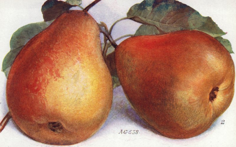 Gruszki deserowe (kolorowa litografia) autorstwa English School