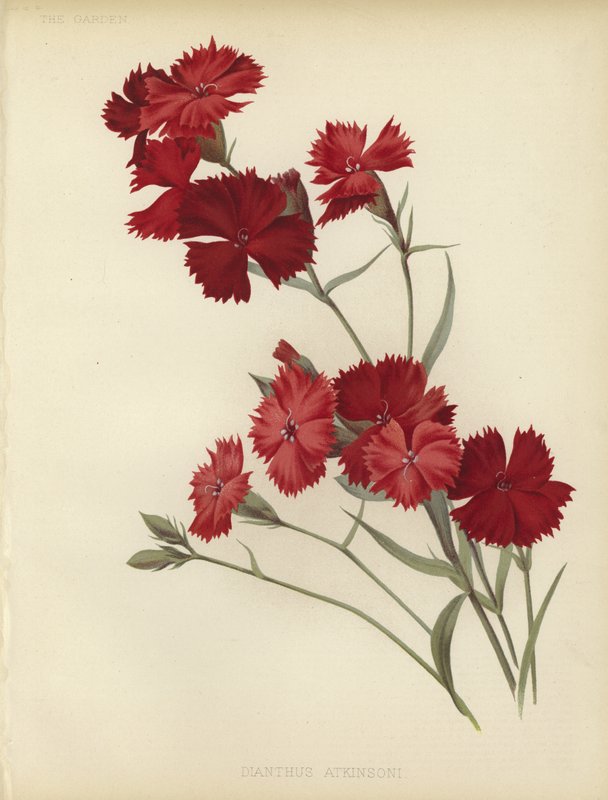 Dianthus Atkinsoni autorstwa English School