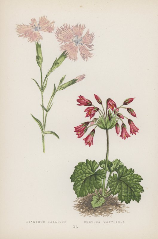 Dianthus gallicus; Cortusa Matthioli (kolor lito) autorstwa English School