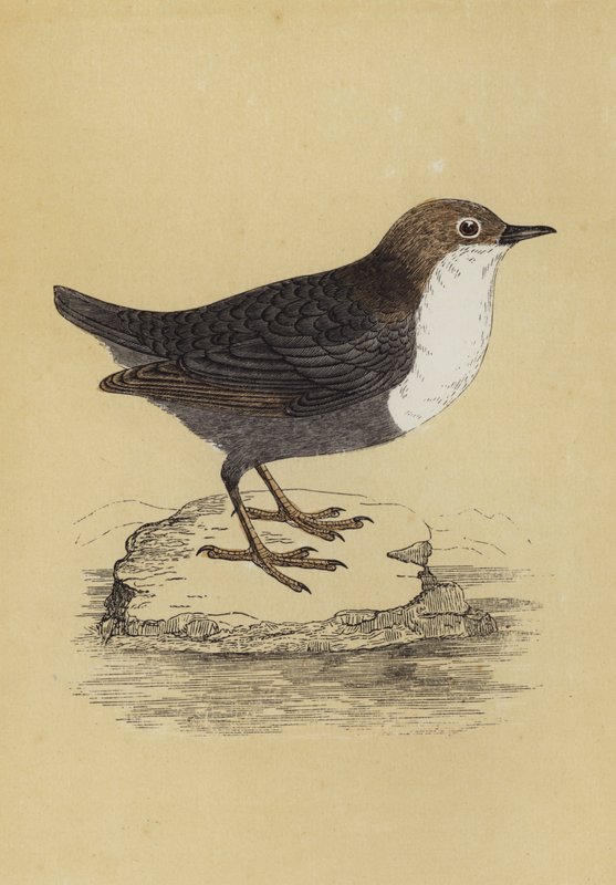 Dipper (kolorowa litografia) autorstwa English School