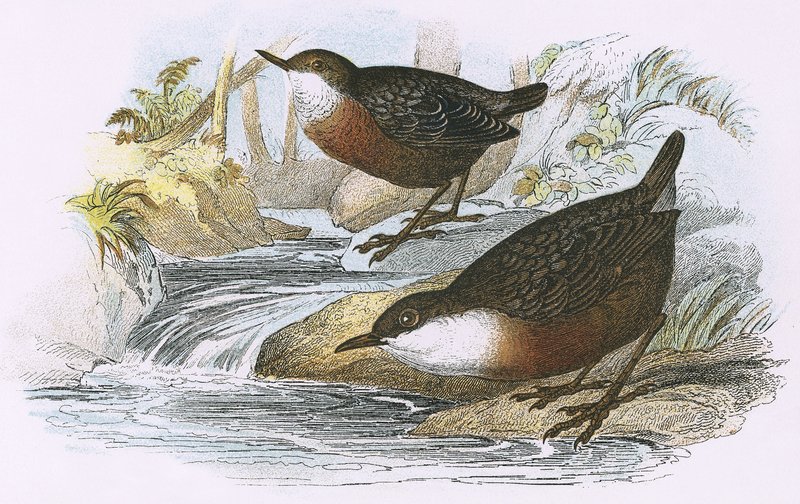Dipper autorstwa English School