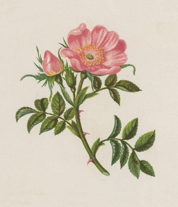 Dog Rose, Rosa Canina (litografia kolorowa) autorstwa English School