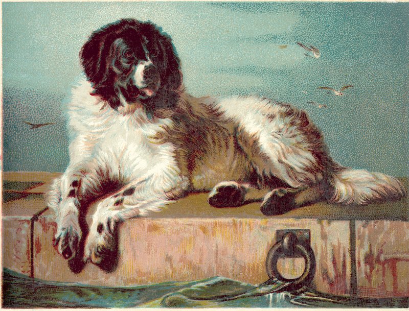 Pies siedzący na brzegu morza (chromolitho) autorstwa English School