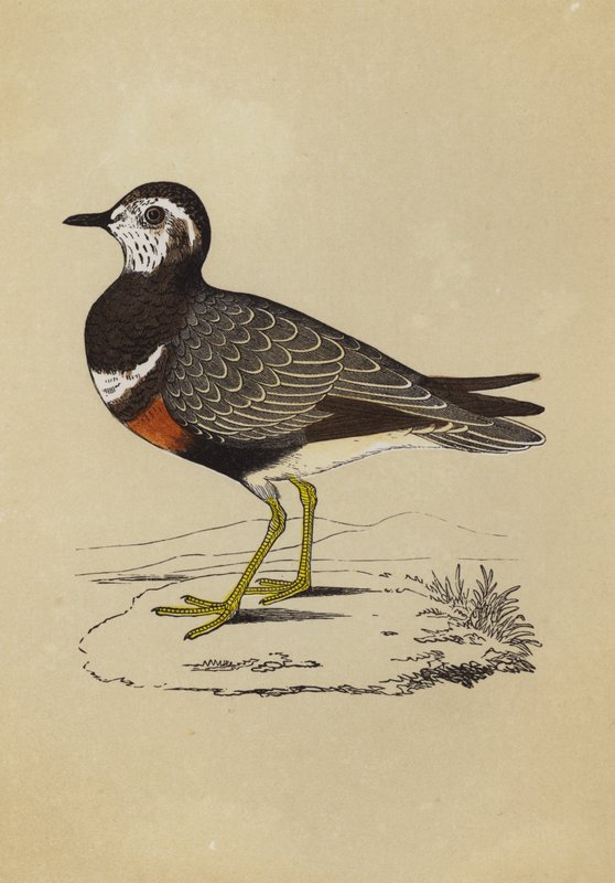 Dotterel (kolor lito) autorstwa English School