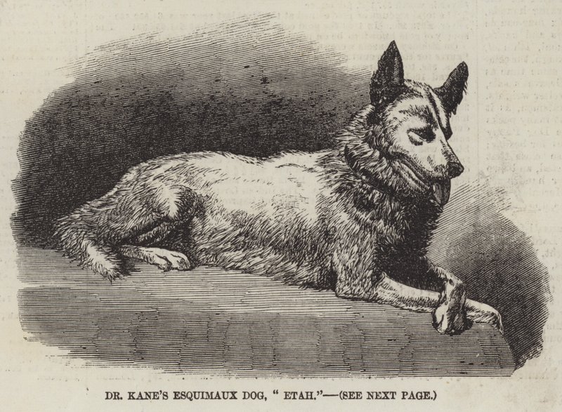 Pies Eskimos dr Kane