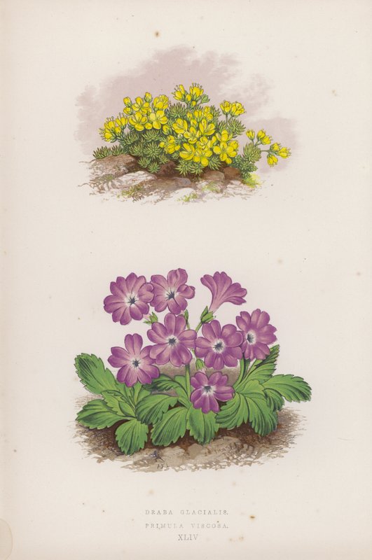 Draba Glacialis; Primula Viscosa (kolor lito) autorstwa English School