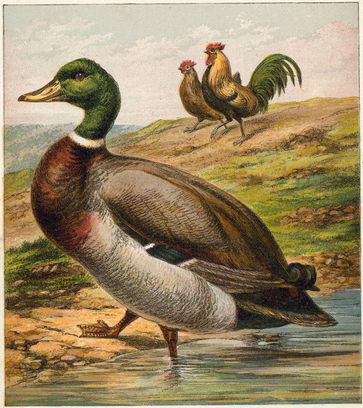 Duckpoli autorstwa English School
