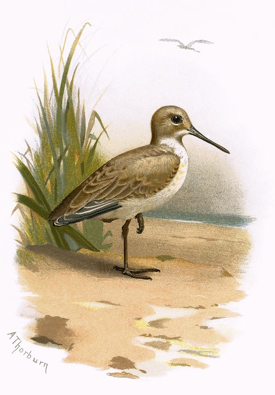 Dunlin autorstwa English School