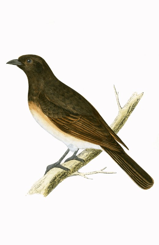 Dusky Ixos, ilustracja z „Historii ptaków Europy nieobserwowanych na wyspach brytyjskich” Charlesa Roberta Bree (1811-86), opublikowana w 1867 r. autorstwa English School