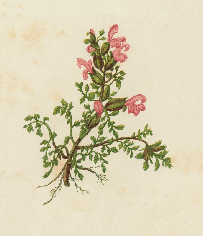 Grzechotka karłowata, Pedicularis Sylvatica (kolor lito) autorstwa English School