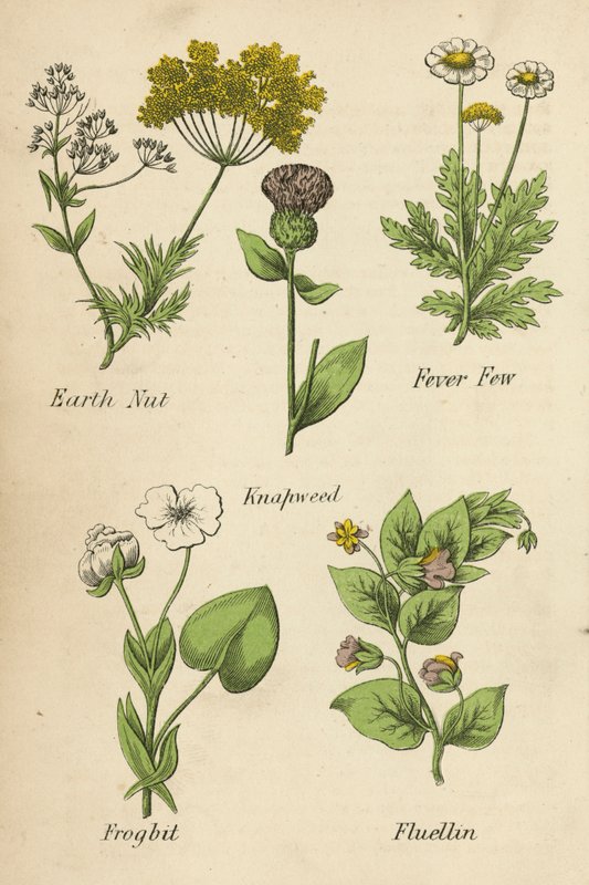 Earth Nut, Fever Few, Knapweed, Frogbit, Fluellin (kolorowa litografia) autorstwa English School