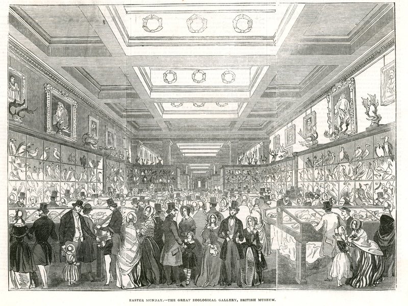 Poniedziałek Wielkanocny – Wielka Galeria Zoologiczna, British Museum autorstwa English School