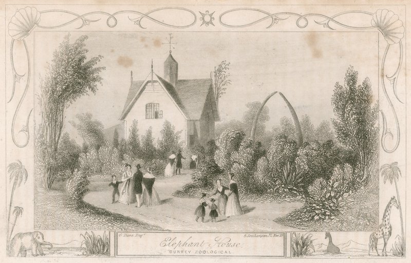 Elephant House w Surrey Zoological Gardens, Londyn autorstwa English School