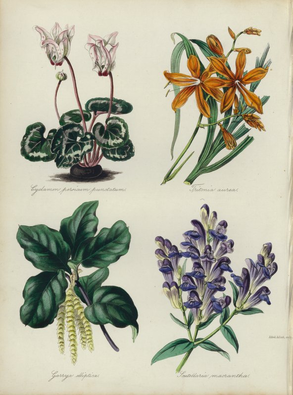 Angielski ogród kwiatowy: Cyclamen persicum punctatum, Tritonia aurea, Garrya elliptica, Scutellaria macrantha (kolor litho) autorstwa English School