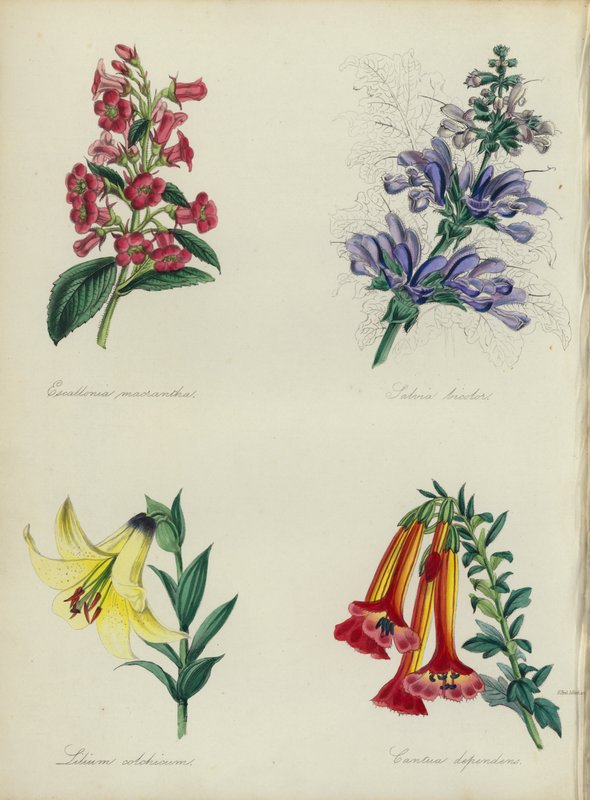 Angielski ogród kwiatowy: Escallonia macrantha, Salvia bicolar, Lilium colchicum, Cantua dependens (kolor lito) autorstwa English School