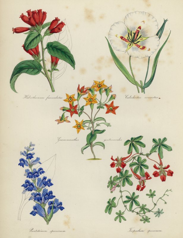 Angielski ogród kwiatowy: Habrothamnus fasciculatus, Calochortus venustus, Grammanthes gentianoides, Pentstemon speciosum, Tropaeolum speciosum autorstwa English School