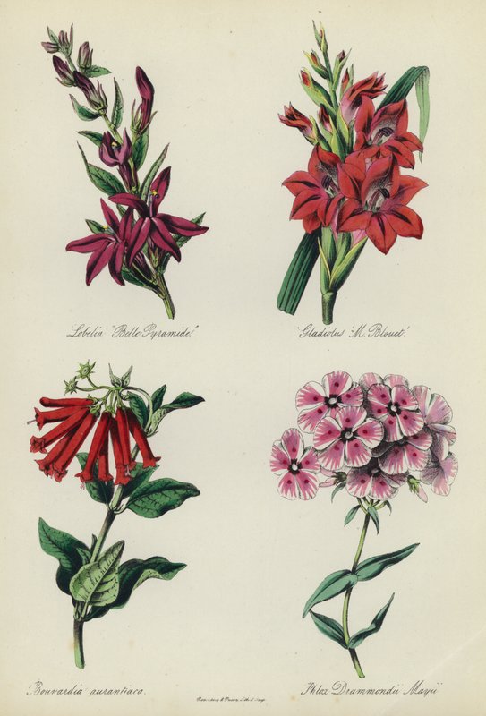 Angielski Ogród Kwiatowy: Lobelia „Belle Pyramide”, Gladiolus „M Blouet”, Bouvardia aurantiaca, Phlox Drummondii Mayii autorstwa English School