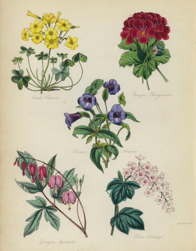 Angielski Ogród Kwiatowy: Oxalis Cernut, Unikalna Pelargonia, Torenia Asiatica, Dielytra Spectabilis, Ribes Albidum autorstwa English School