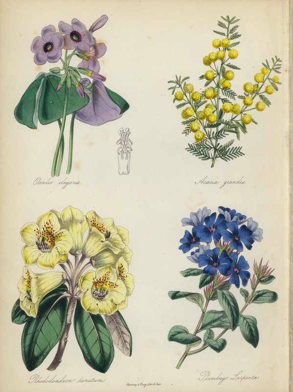 Angielski ogród kwiatowy: Oxalis elegans, Acacia grandis, Rhododendron lanatum, Plumbago Larpentae (kolorowa litografia) autorstwa English School