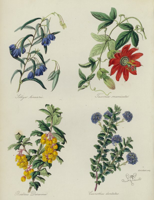 Angielski ogród kwiatowy: Sollya linearis, Tacsonia manicata, Berberis Darwinii, Ceanothus dentatus (litografia barwna) autorstwa English School