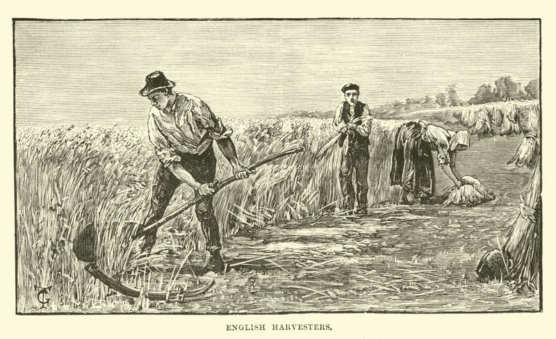 harwestery angielskie autorstwa English School