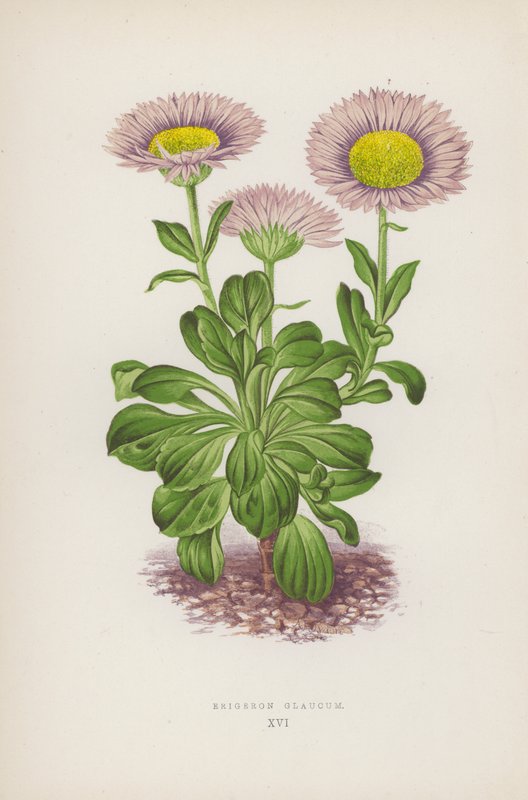 Erigeron Glaucum (litografia kolorowa) autorstwa English School