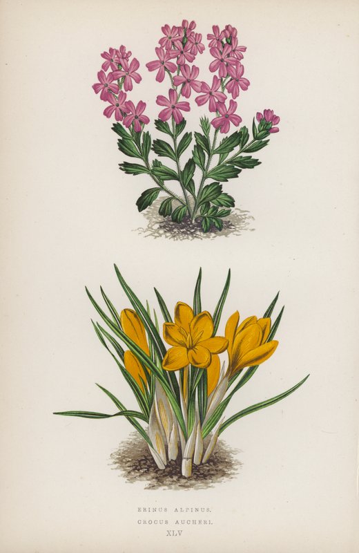 Erinus alpinus; Crocus Aucheri (kolorowa litografia) autorstwa English School