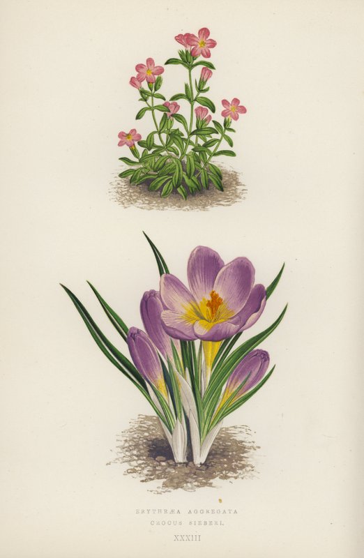 Erythraea Aggregata; Crocus Sieberi (kolorowa litografia) autorstwa English School