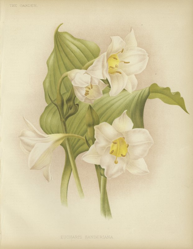 Eucharis sanderiana autorstwa English School