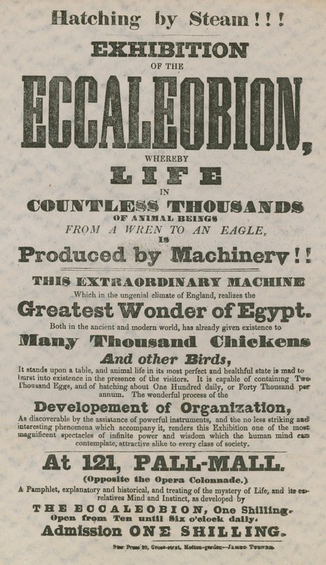 Wystawa Eccaleobion autorstwa English School