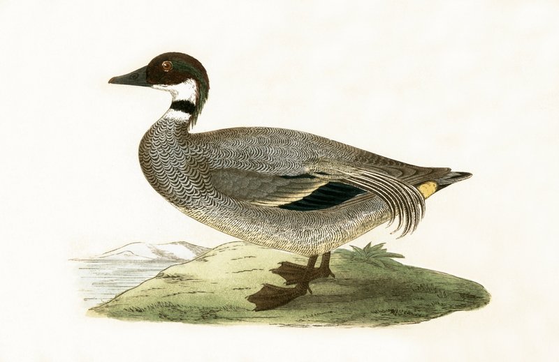 Falcated Teal, ilustracja z „Historii ptaków Europy nieobserwowanych na wyspach brytyjskich” Charlesa Roberta Bree (1811-86), opublikowana w 1867 r. autorstwa English School