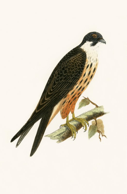 Falco Eleonorae, ilustracja z „Historii ptaków Europy nieobserwowanych na wyspach brytyjskich” Charlesa Roberta Bree (1811-86), opublikowana w 1867 r. autorstwa English School
