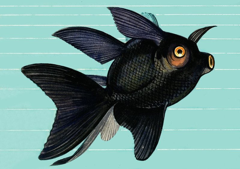 Fantail Blackmoor autorstwa English School