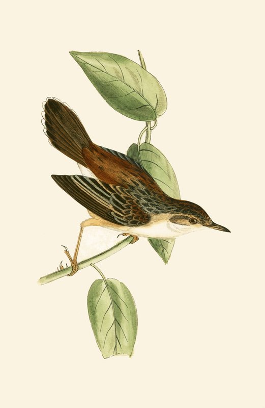 Fantail Warbler, ilustracja z „Historii ptaków Europy nieobserwowanych na wyspach brytyjskich” Charlesa Roberta Bree (1811-86), opublikowana w 1867 r. autorstwa English School