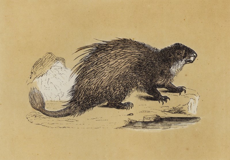Fasciculated Porcupine (kolorowa litografia) autorstwa English School