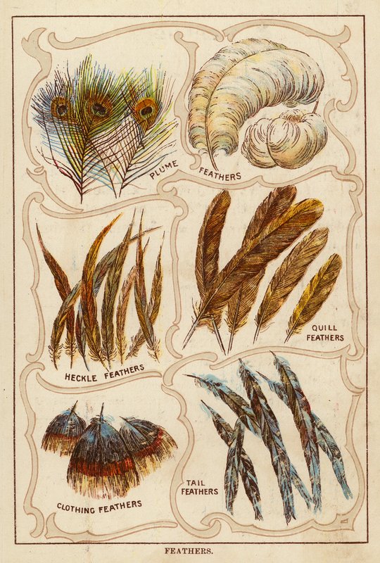 Pióra (litografia kolorowa) autorstwa English School