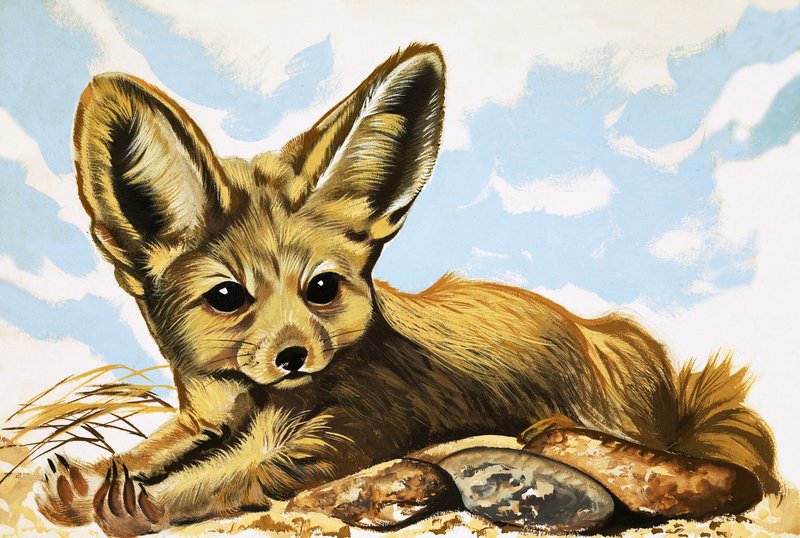 Fennec autorstwa English School