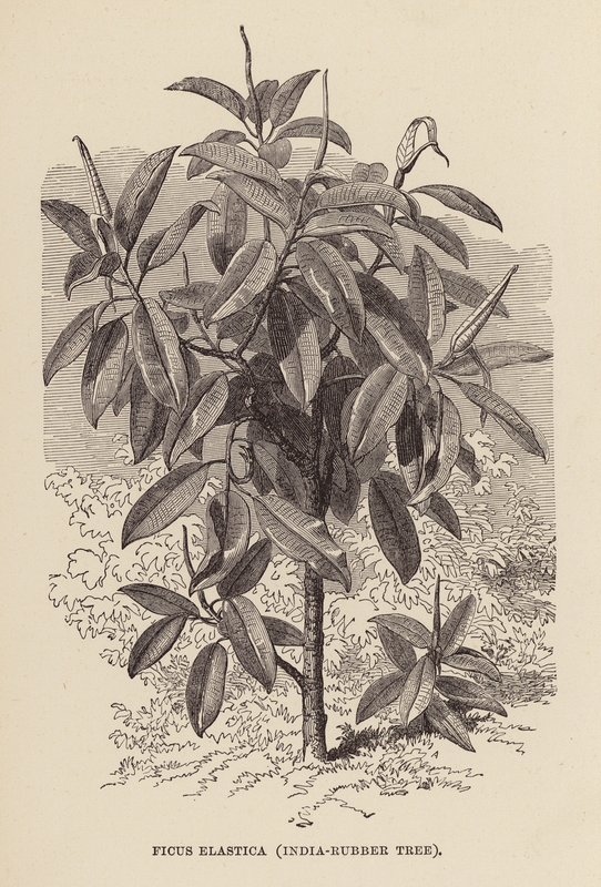 Ficus Elastica, indyjskie drzewo gumowe (rycina) autorstwa English School