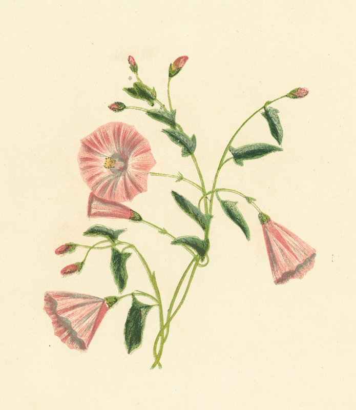 Powój polny, Convolvulus Arvensis (kolorowa litografia) autorstwa English School