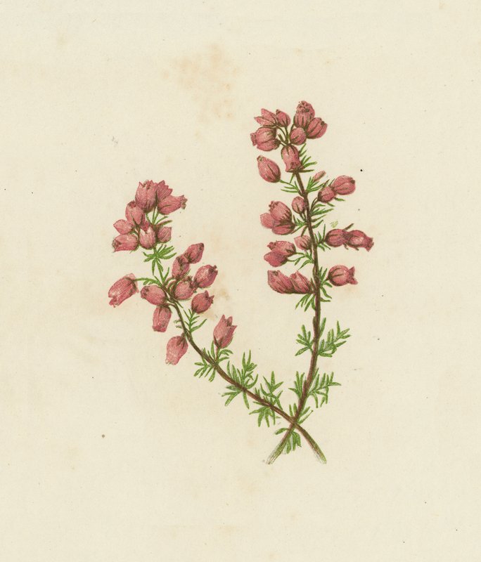 Wrzosiec drobnolistny, Erica Cinerea (kolorowa litografia) autorstwa English School