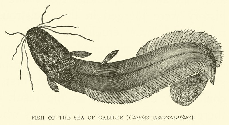 Ryba Jeziora Galilejskiego, Clarias macracanthus autorstwa English School