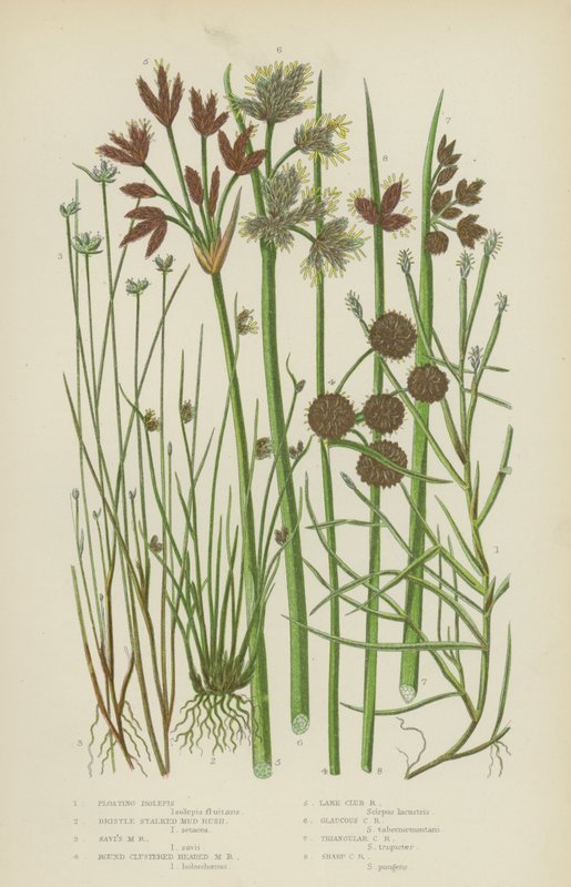 Isolepis pływający, kruszczyk błotny, kruszczyk błotny Saviego, kruszczyk błotny z okrągłą główką (kolorowa litografia) autorstwa English School