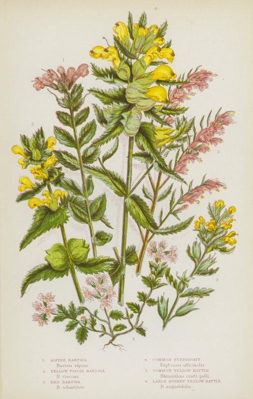 Rośliny kwitnące Wielkiej Brytanii: alpejska Bartsia, żółta lepka Bartsia, czerwona Bartsia, świetlik, pospolita żółta grzechotka, duża żółta grzechotka Bushey (kolor lito) autorstwa English School