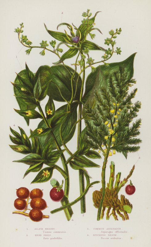 Rośliny kwitnące Wielkiej Brytanii: Black Briony, Herb Paris, Szparagi pospolite, Butchers Broom (kolor lito) autorstwa English School
