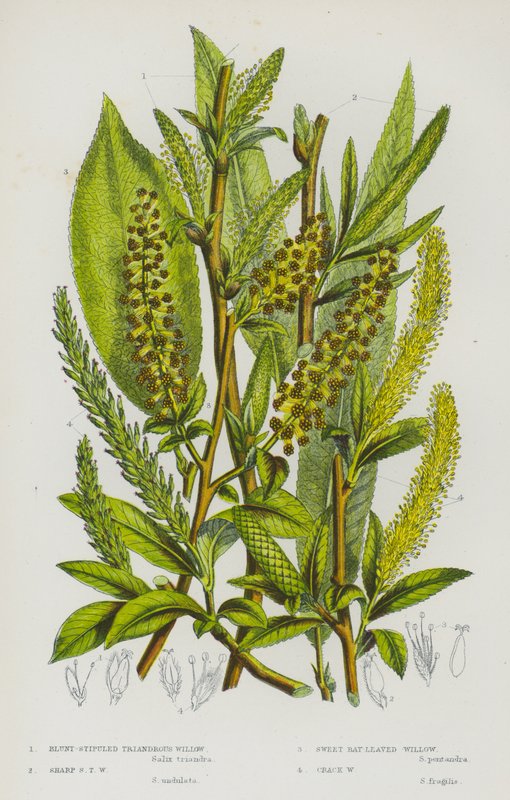 Rośliny kwitnące Wielkiej Brytanii: Blunt-Stipuled Triandrous Willow, Sharp Stipuled Triandrous Willow, Sweet Bay-Leaved Willow, Crack Willow (kolorowa litografia) autorstwa English School